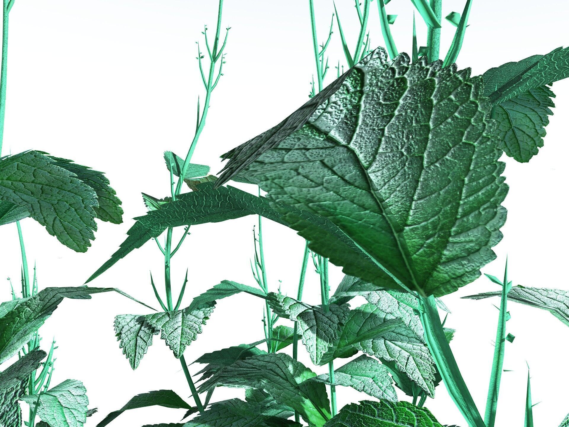EVERYPlant Dog Mercury LowPoly Low-poly 3D model_7