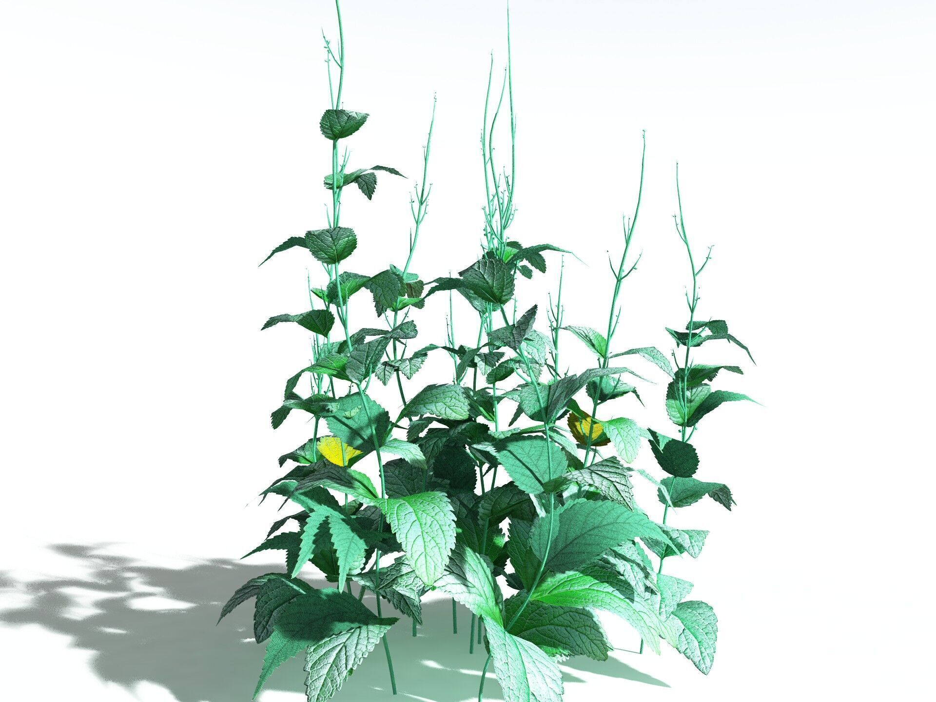 EVERYPlant Dog Mercury LowPoly Low-poly 3D model_6