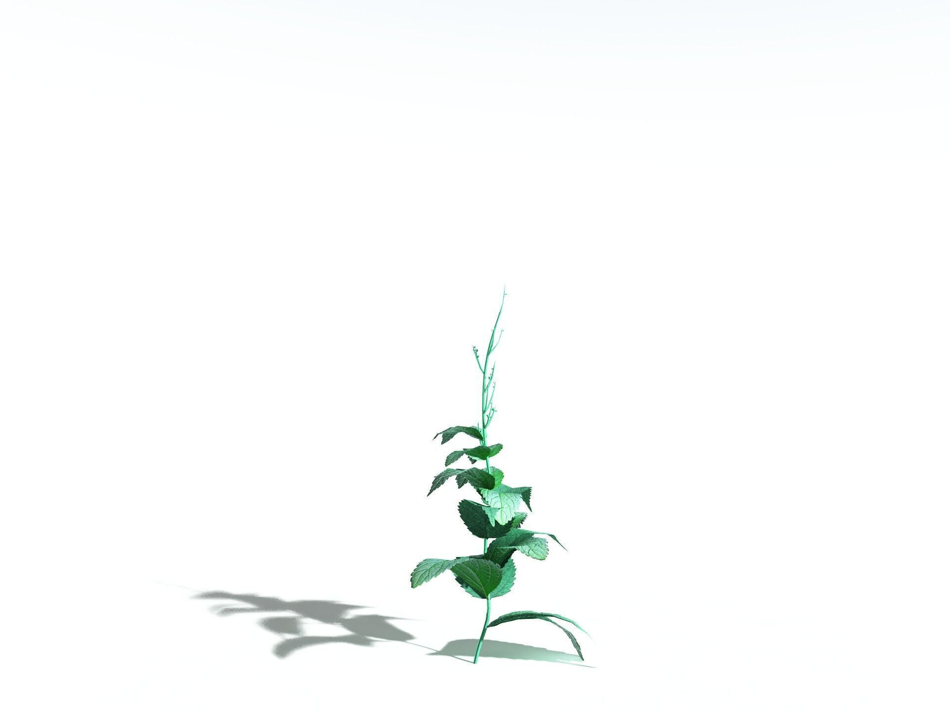EVERYPlant Dog Mercury LowPoly Low-poly 3D model_30