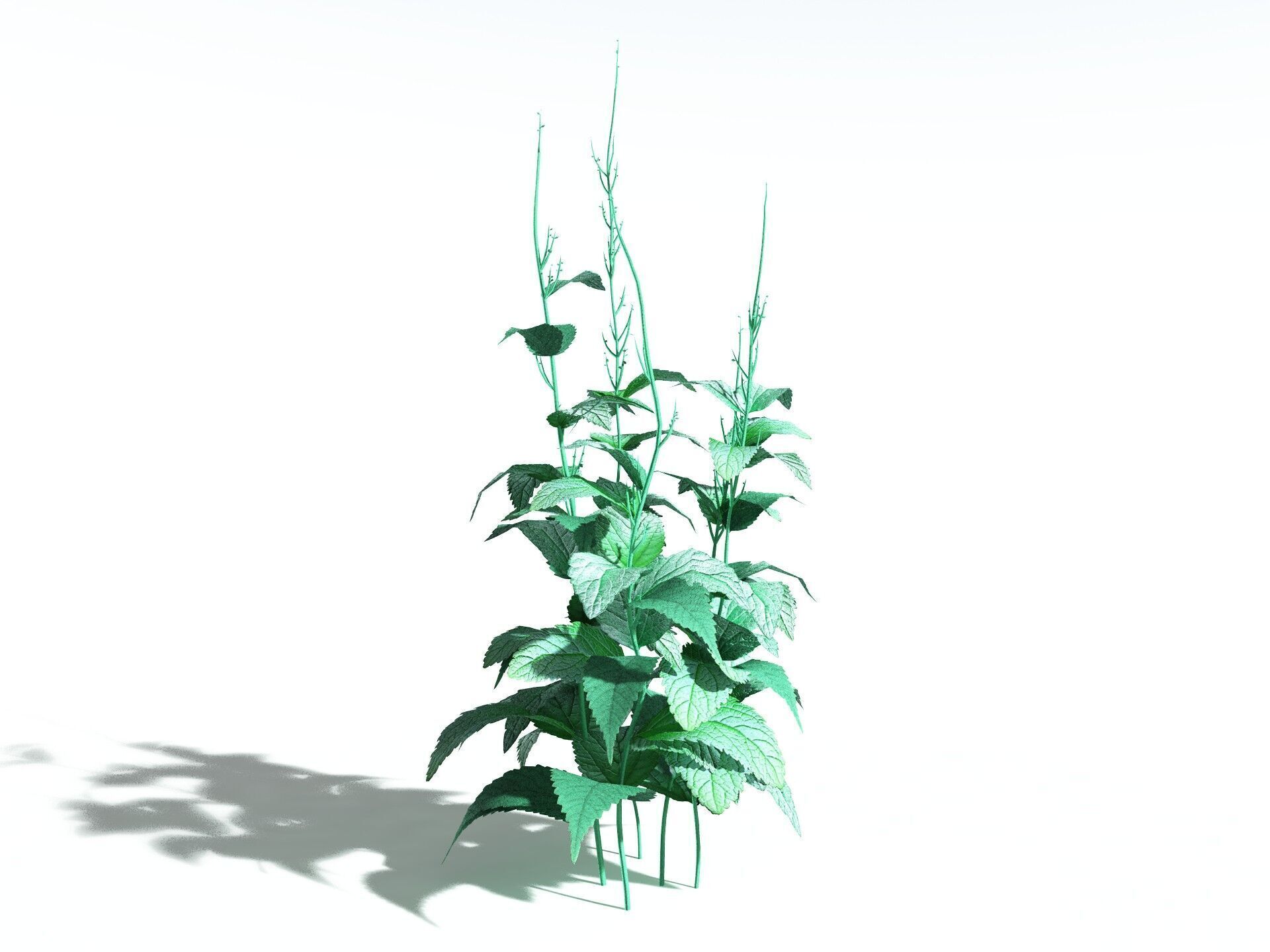 EVERYPlant Dog Mercury LowPoly Low-poly 3D model_32