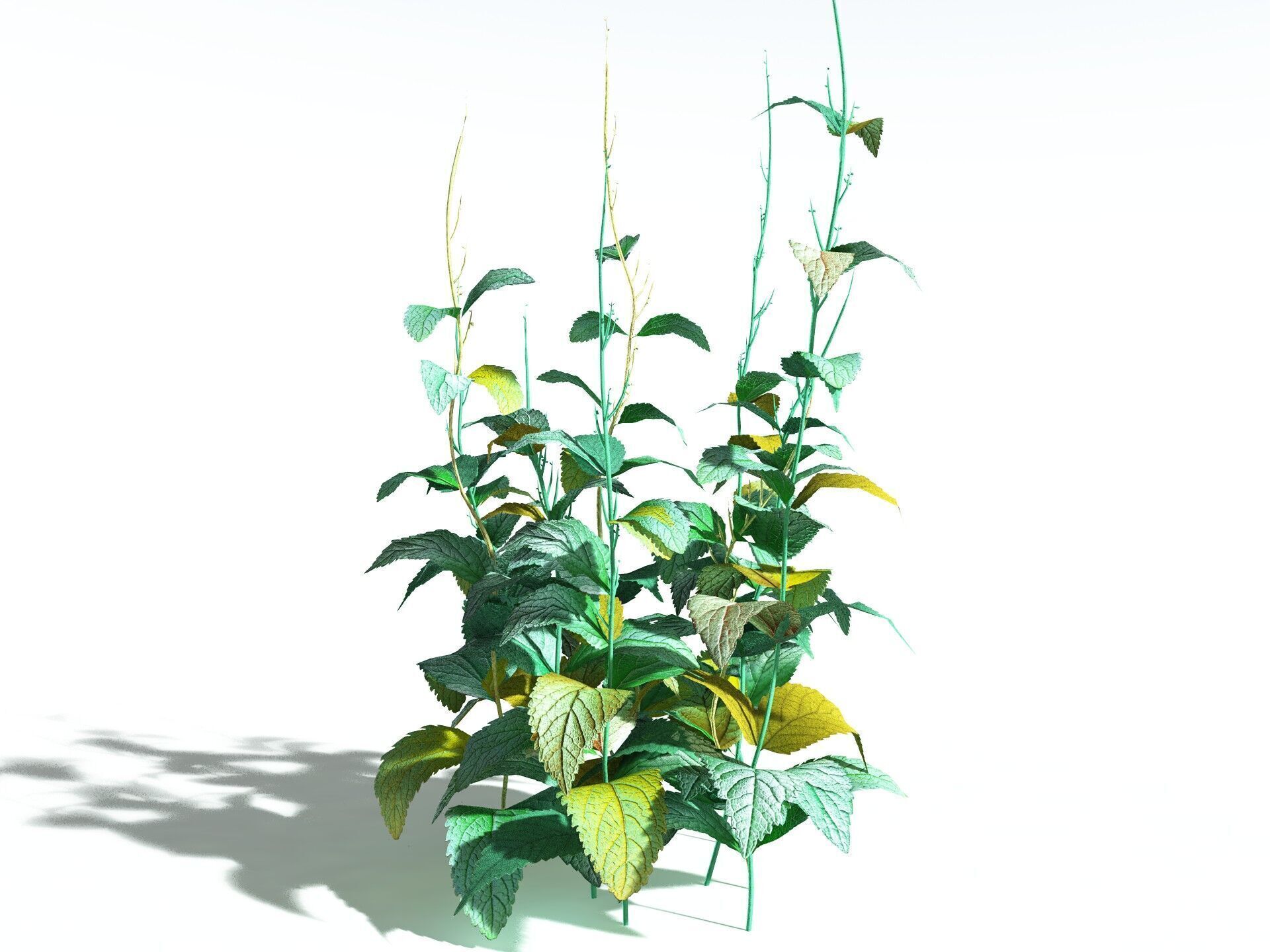 EVERYPlant Dog Mercury LowPoly Low-poly 3D model_12