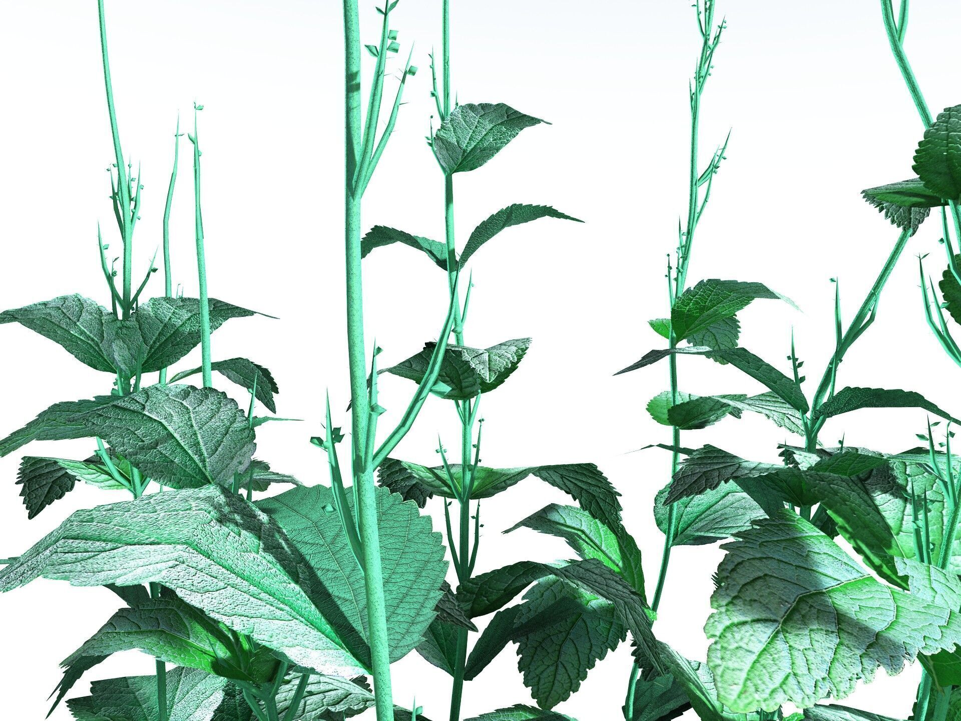 EVERYPlant Dog Mercury LowPoly Low-poly 3D model_3