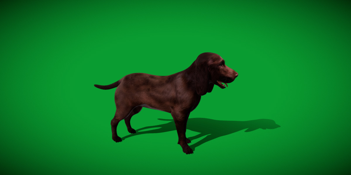 Field Spaniel Dog Low-poly 3D model_29
