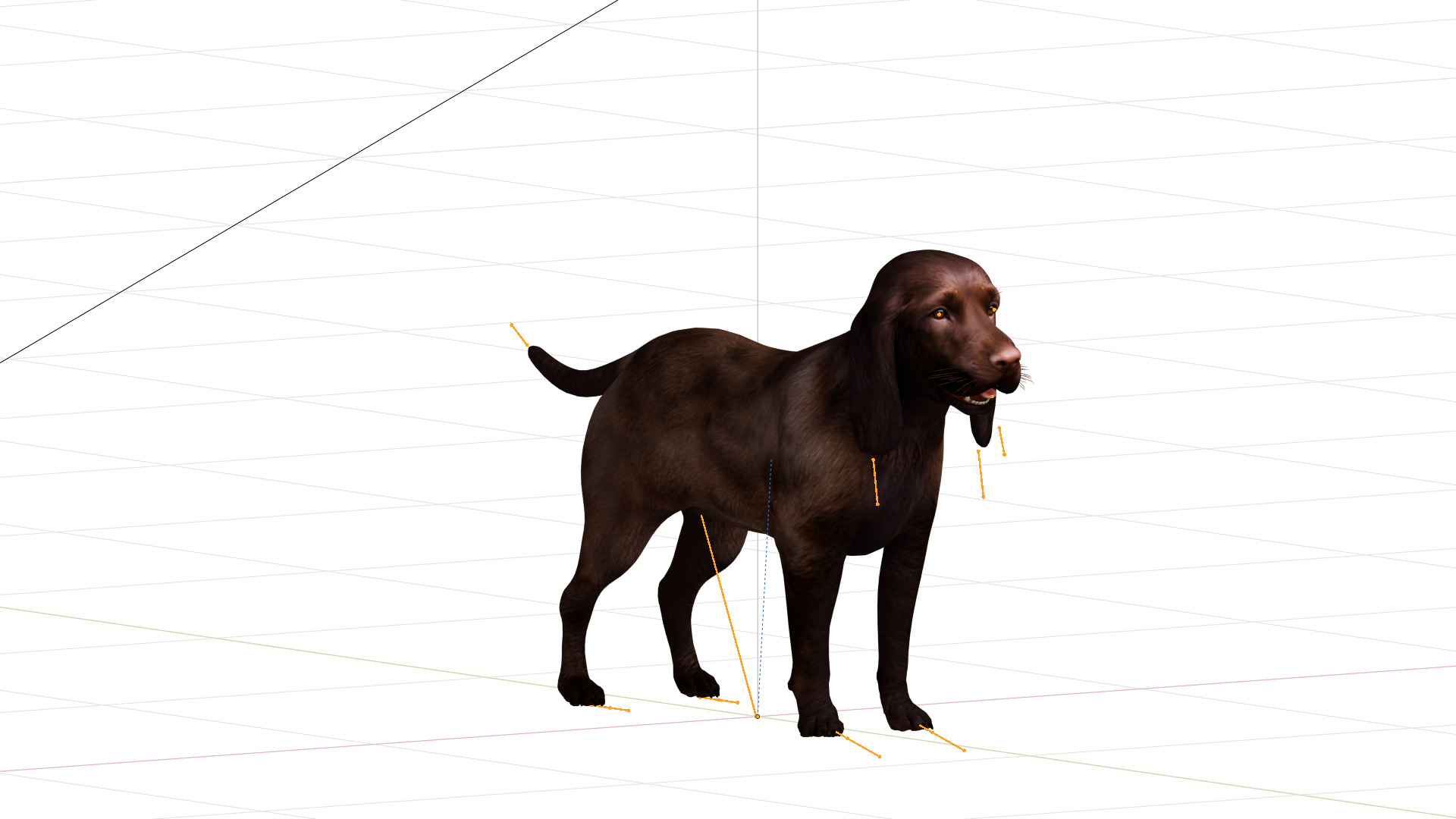Field Spaniel Dog Low-poly 3D model_38