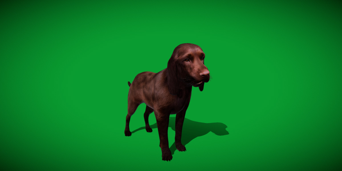 Field Spaniel Dog Low-poly 3D model_3