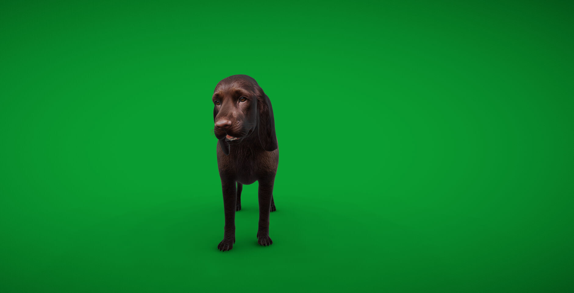 Field Spaniel Dog Low-poly 3D model_49