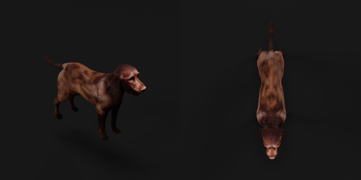 Field Spaniel Dog Low-poly 3D model_24