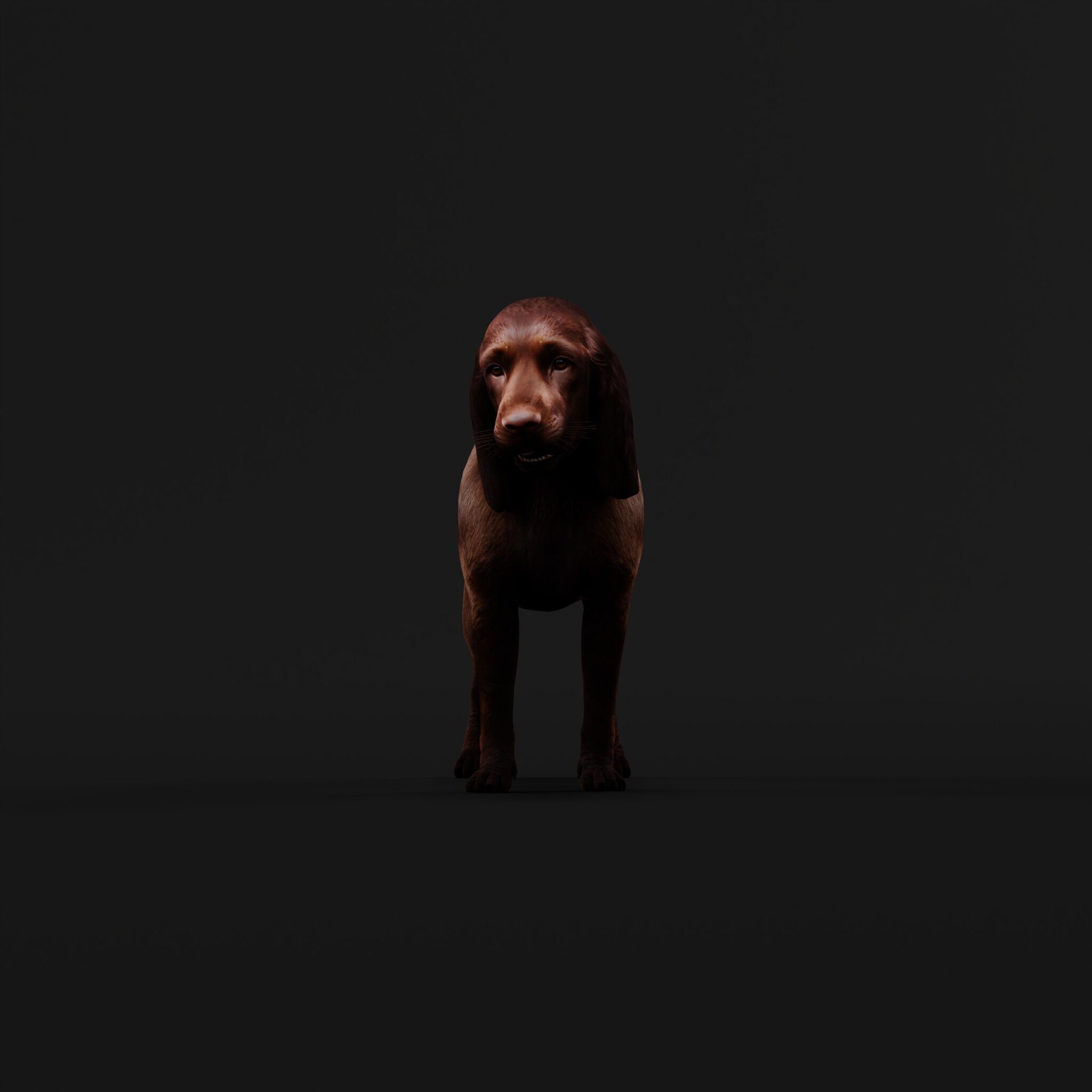 Field Spaniel Dog Low-poly 3D model_42