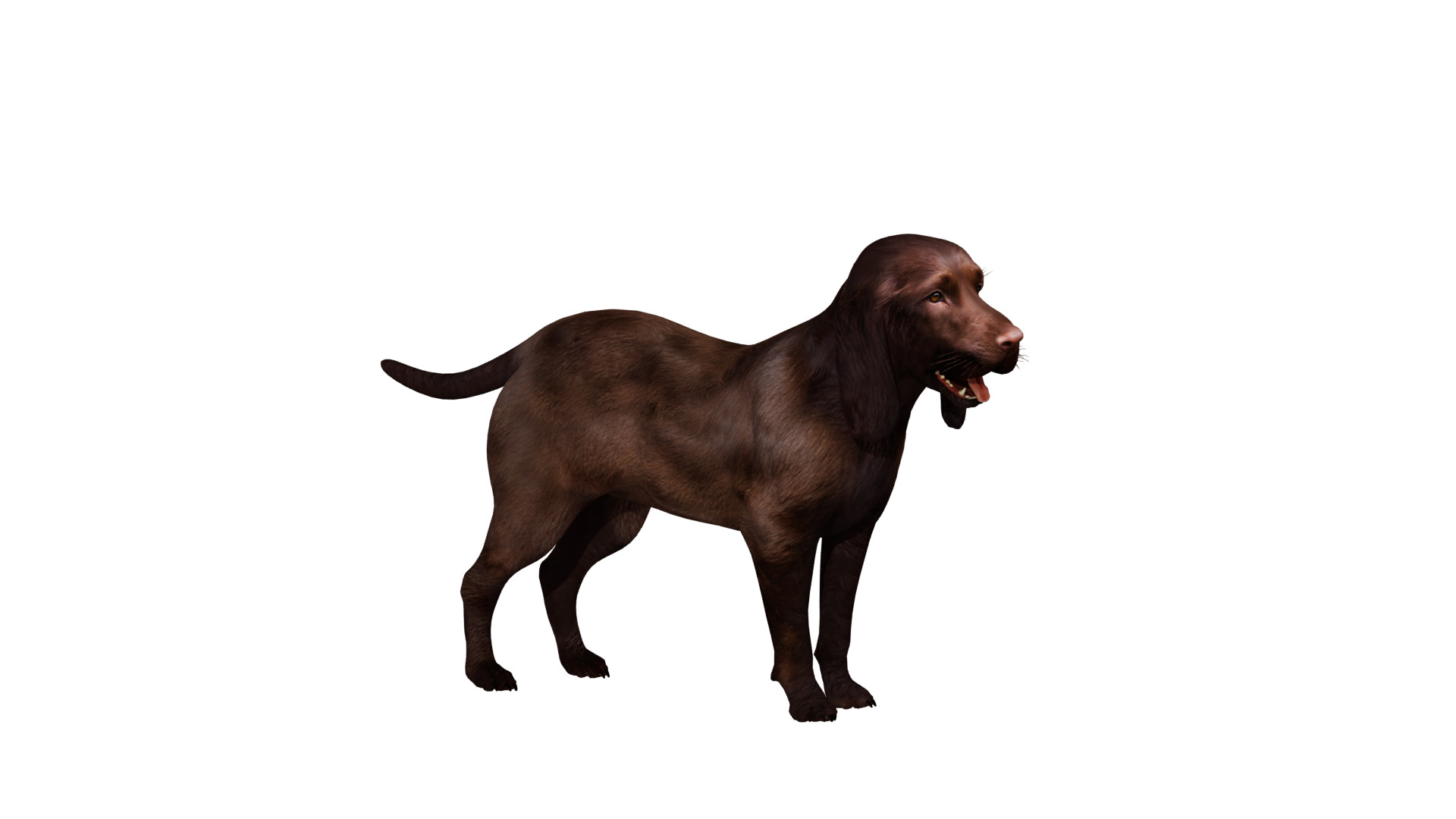Field Spaniel Dog Low-poly 3D model_33