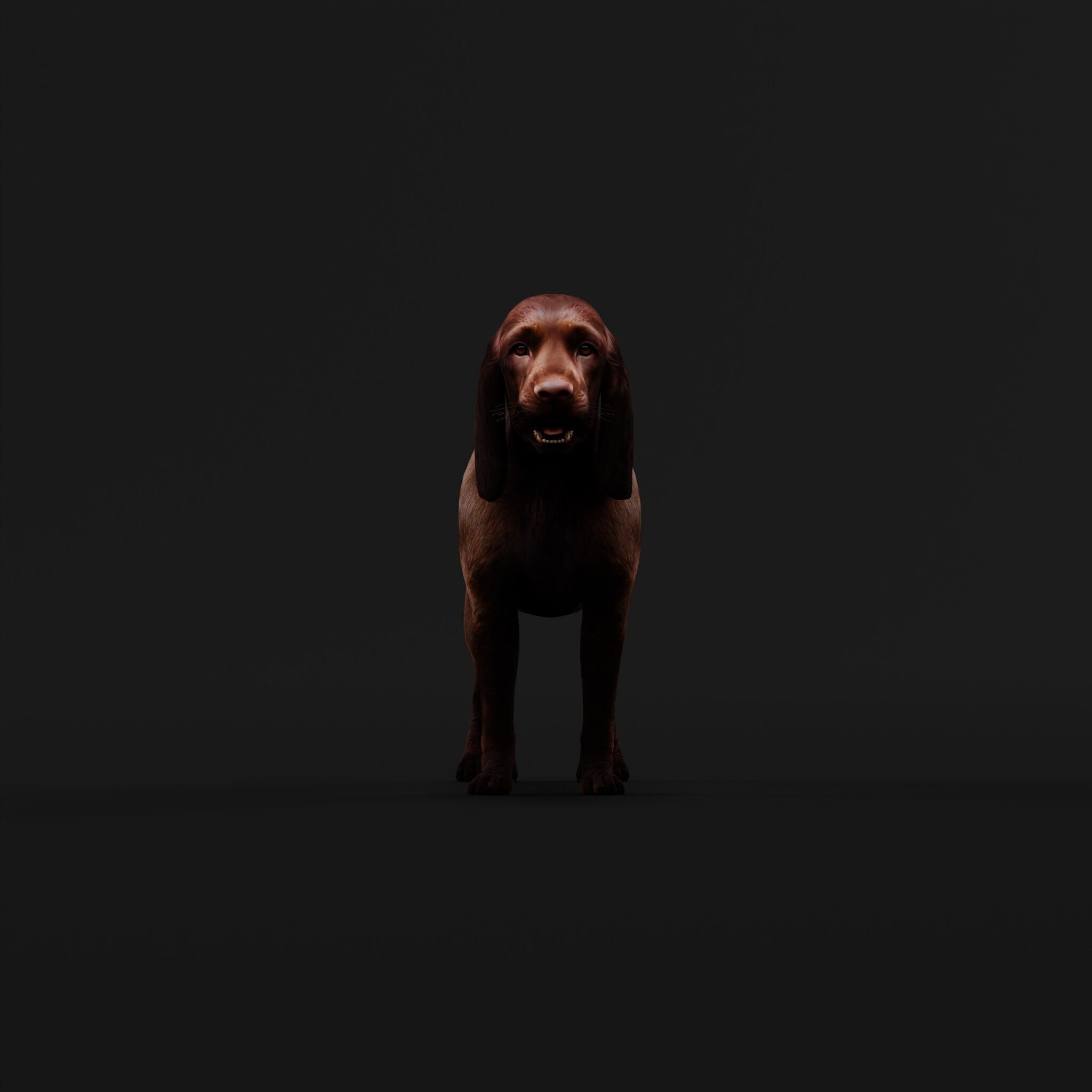 Field Spaniel Dog Low-poly 3D model_40