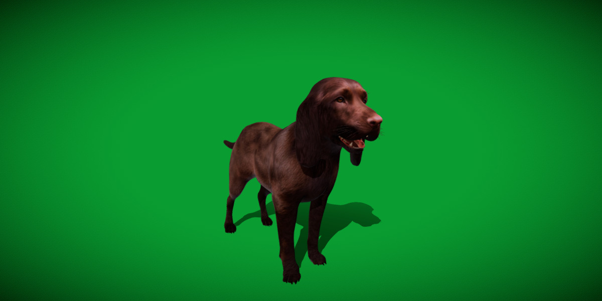 Field Spaniel Dog Low-poly 3D model_16