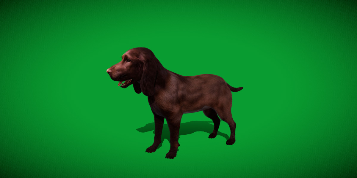 Field Spaniel Dog Low-poly 3D model_6