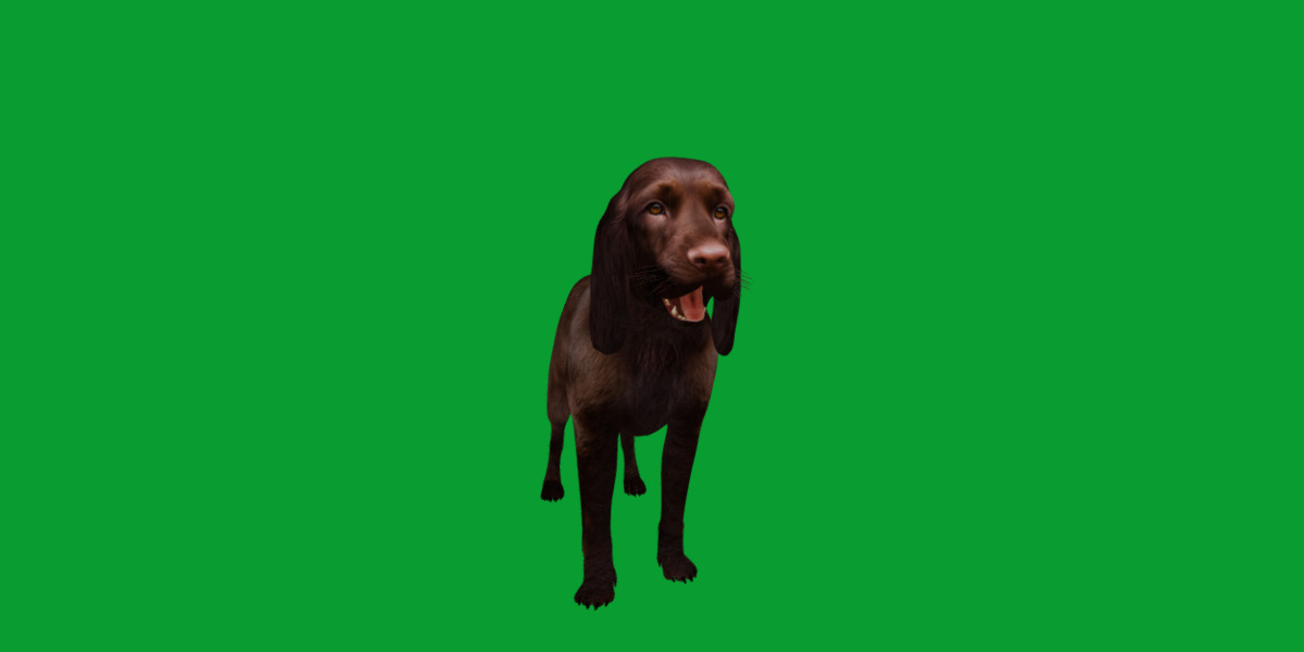 Field Spaniel Dog Low-poly 3D model_17