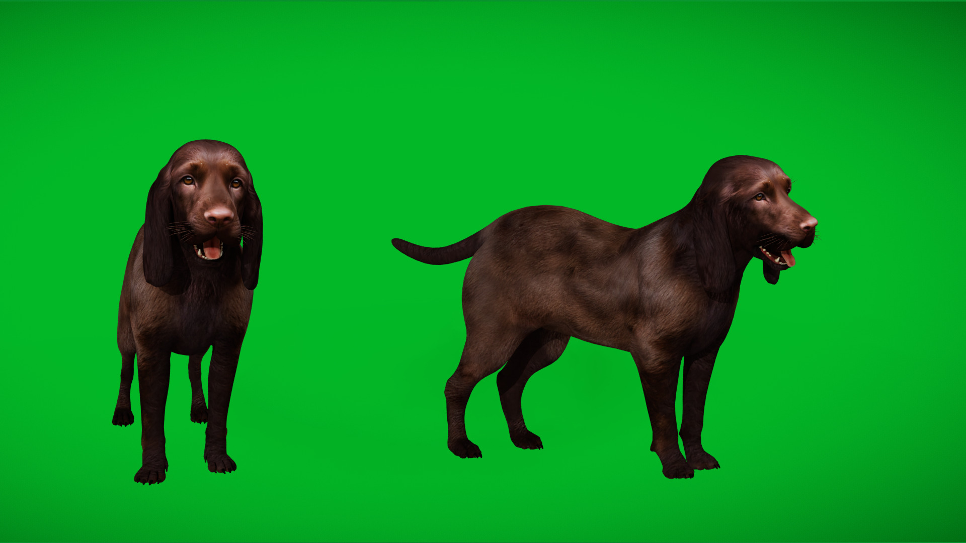 Field Spaniel Dog Low-poly 3D model_13