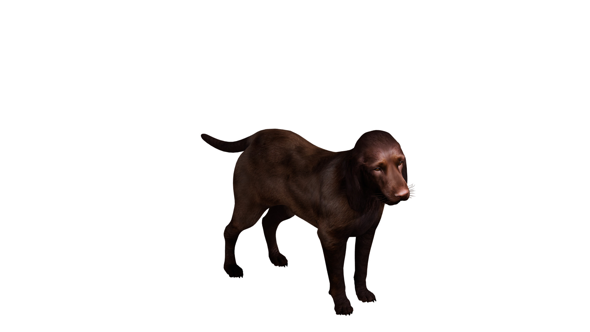 Field Spaniel Dog Low-poly 3D model_35