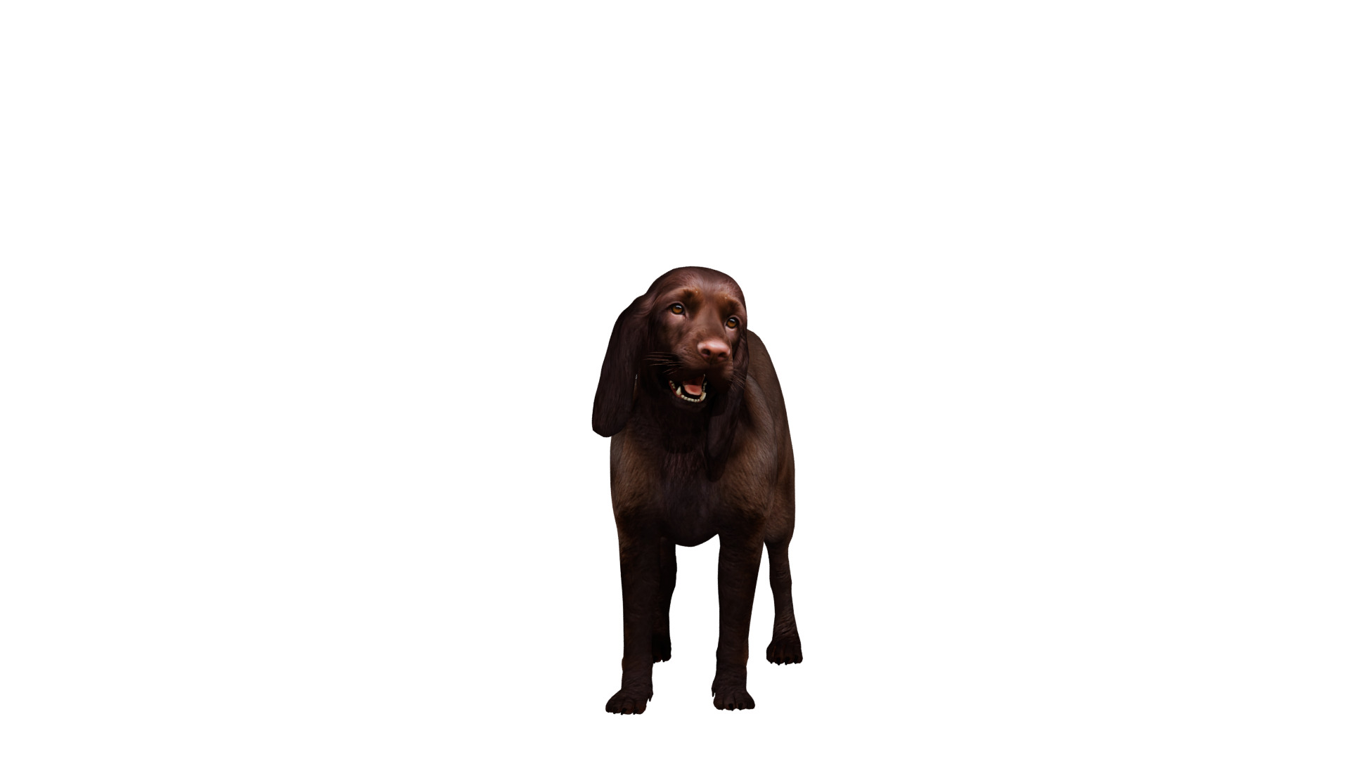 Field Spaniel Dog Low-poly 3D model_37