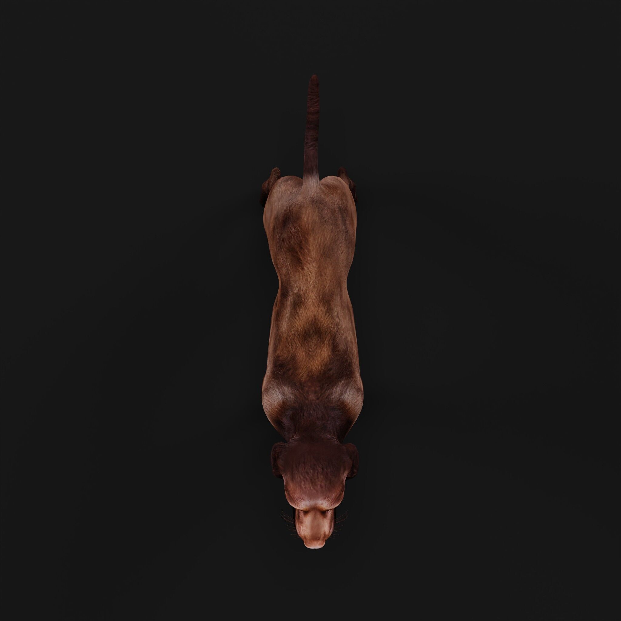 Field Spaniel Dog Low-poly 3D model_41