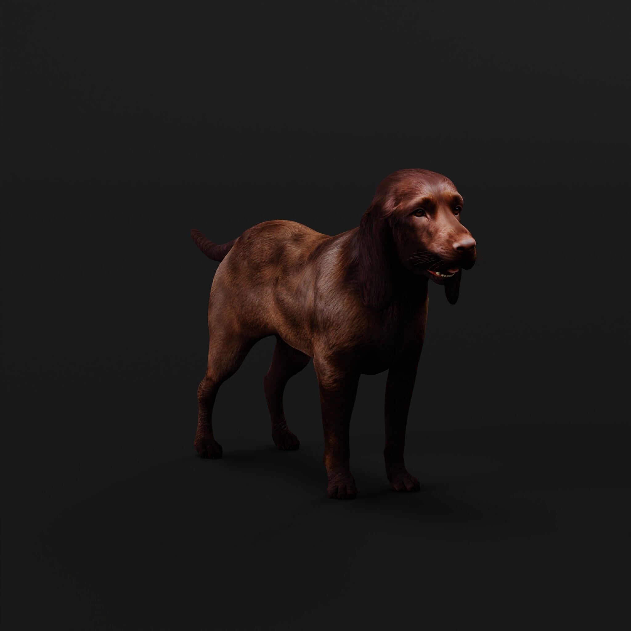 Field Spaniel Dog Low-poly 3D model_46
