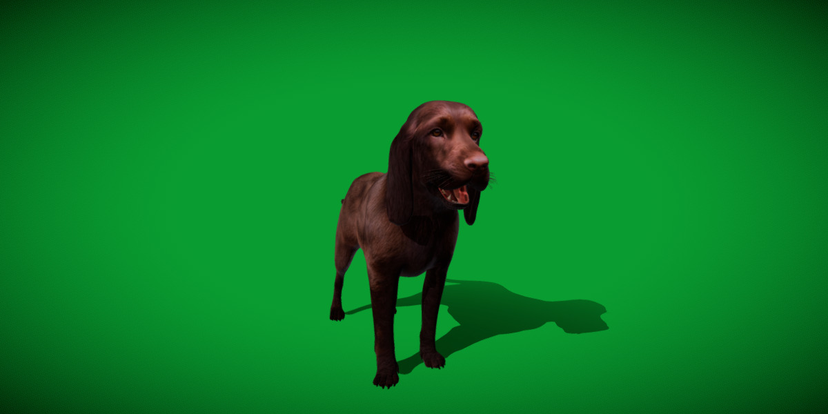 Field Spaniel Dog Low-poly 3D model_4