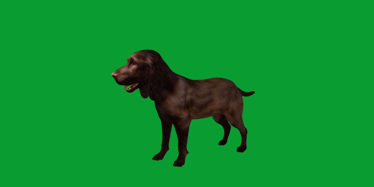 Field Spaniel Dog Low-poly 3D model_7