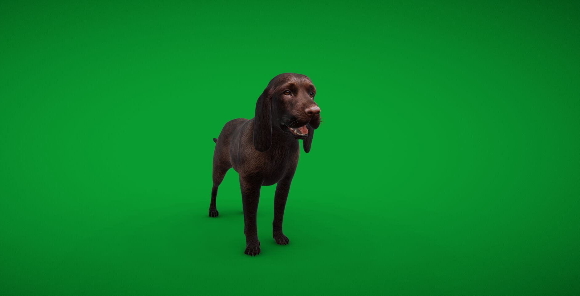 Field Spaniel Dog Low-poly 3D model_50