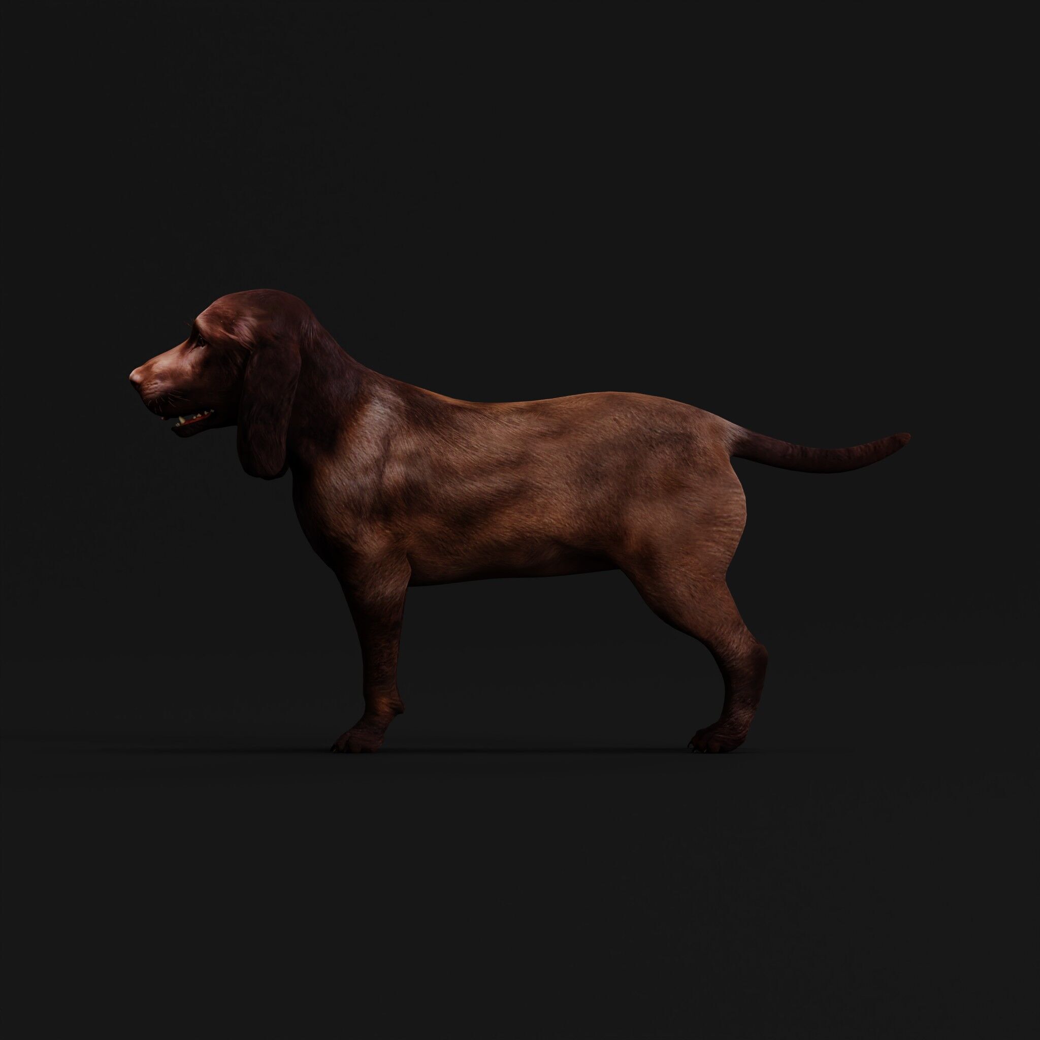 Field Spaniel Dog Low-poly 3D model_44