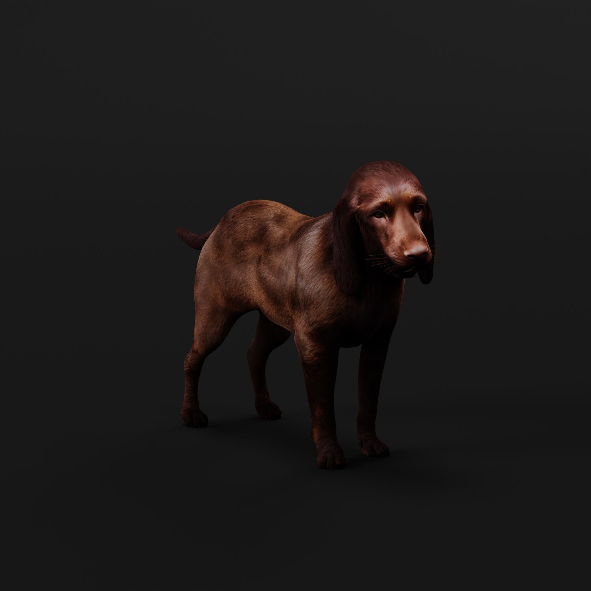 Field Spaniel Dog Low-poly 3D model_47