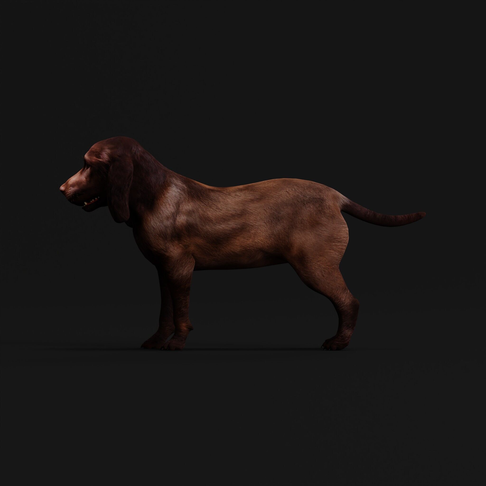 Field Spaniel Dog Low-poly 3D model_43