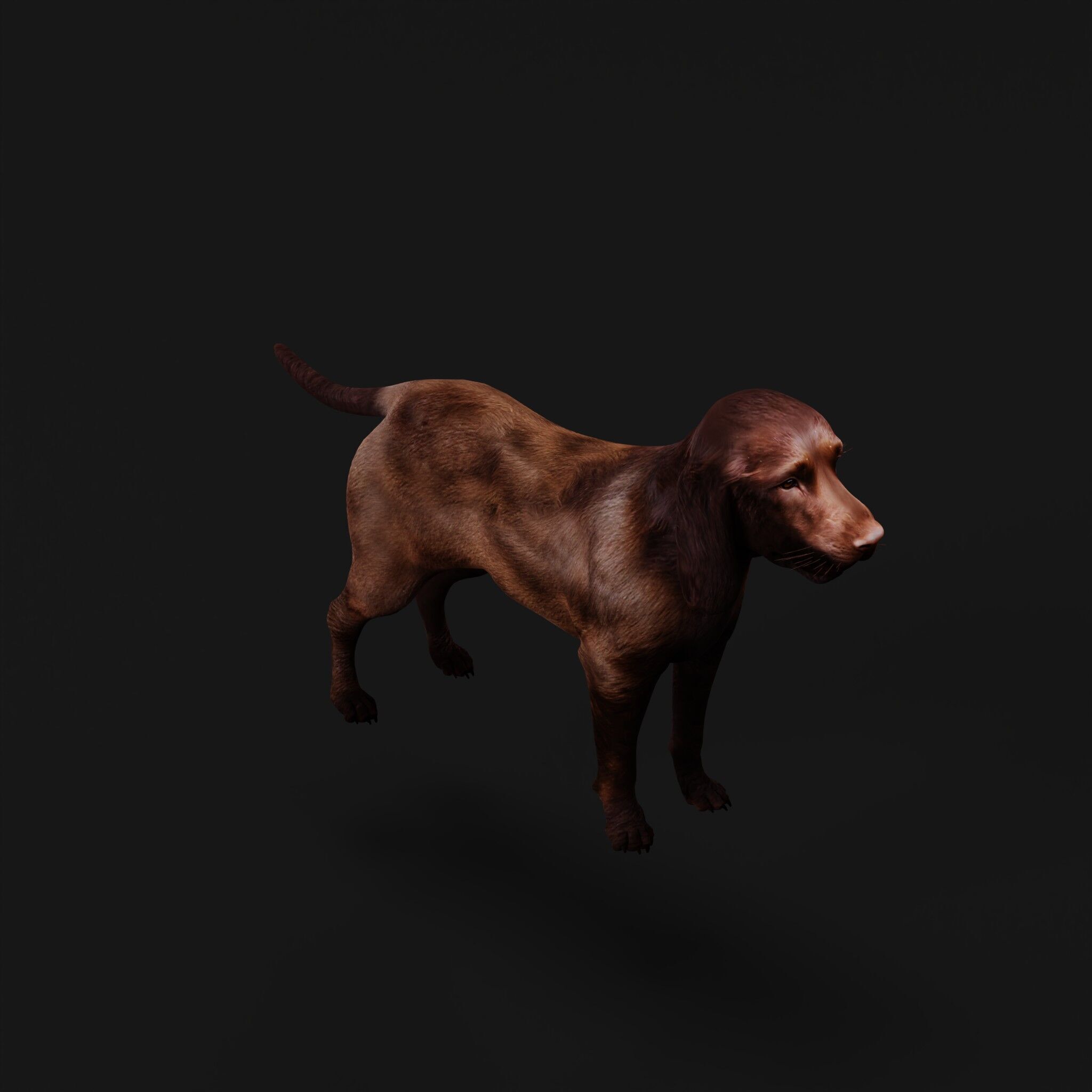 Field Spaniel Dog Low-poly 3D model_45