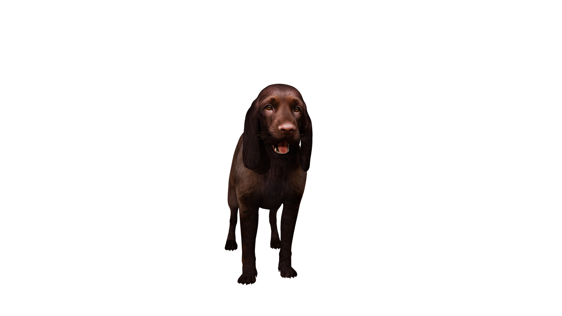 Field Spaniel Dog Low-poly 3D model_39