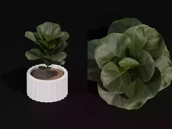 Free Realistic 3D Model Fiddle Leaf Fig Table Plant