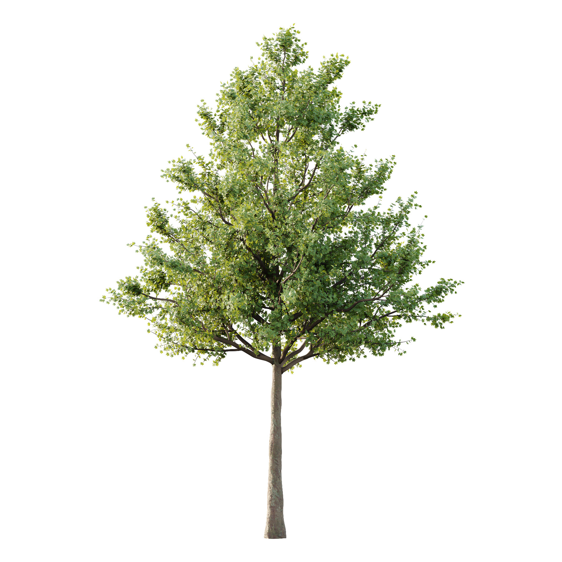 Acer Pseudoplatanus Tree 01 3D model_1