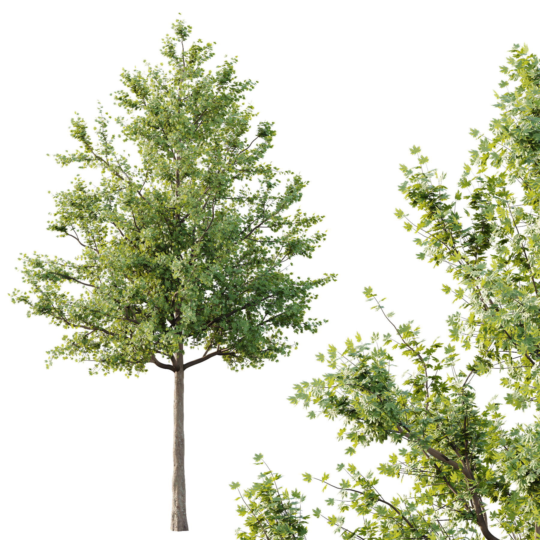 Acer Pseudoplatanus Tree 01 3D model_2