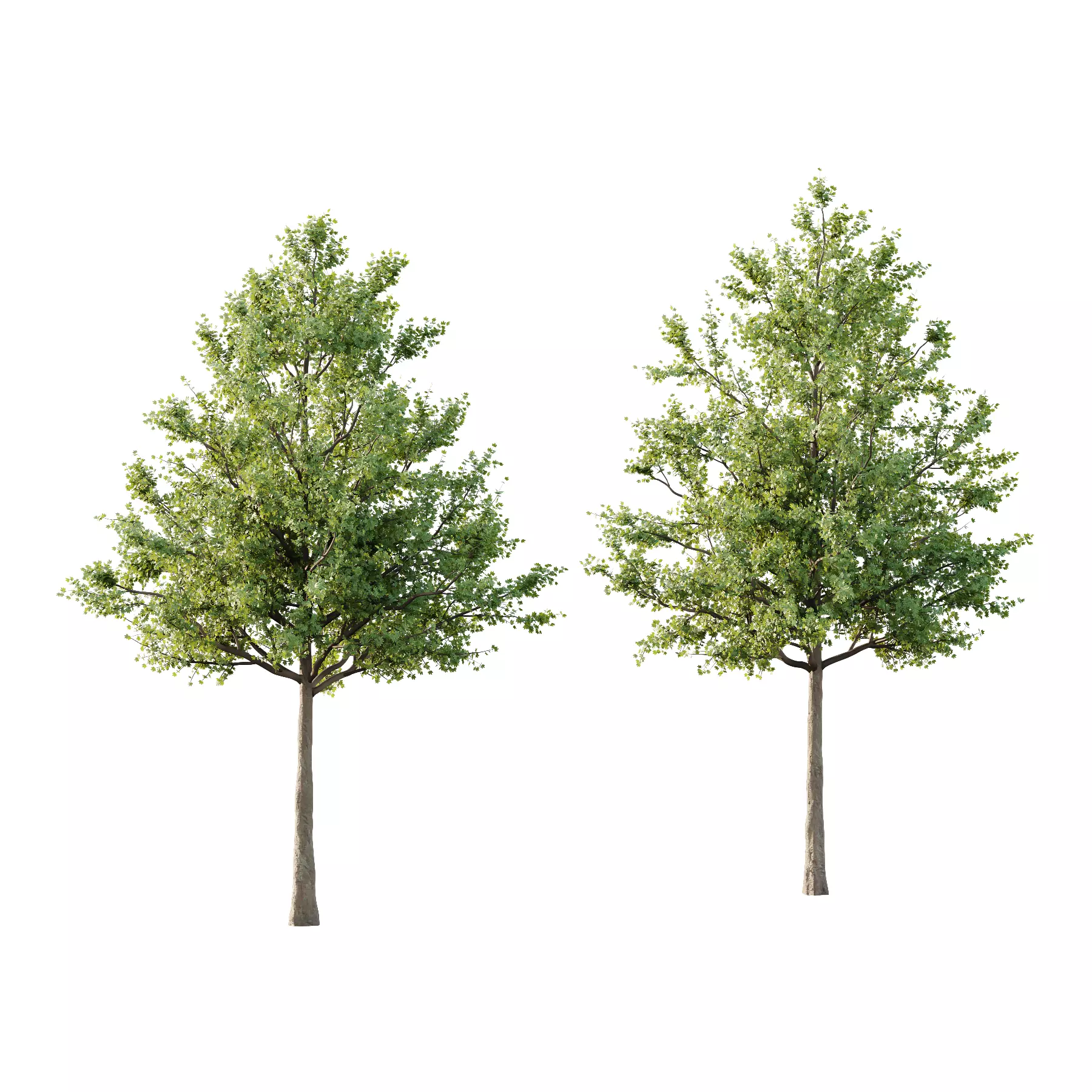 Acer Pseudoplatanus Tree 01 3D model_0