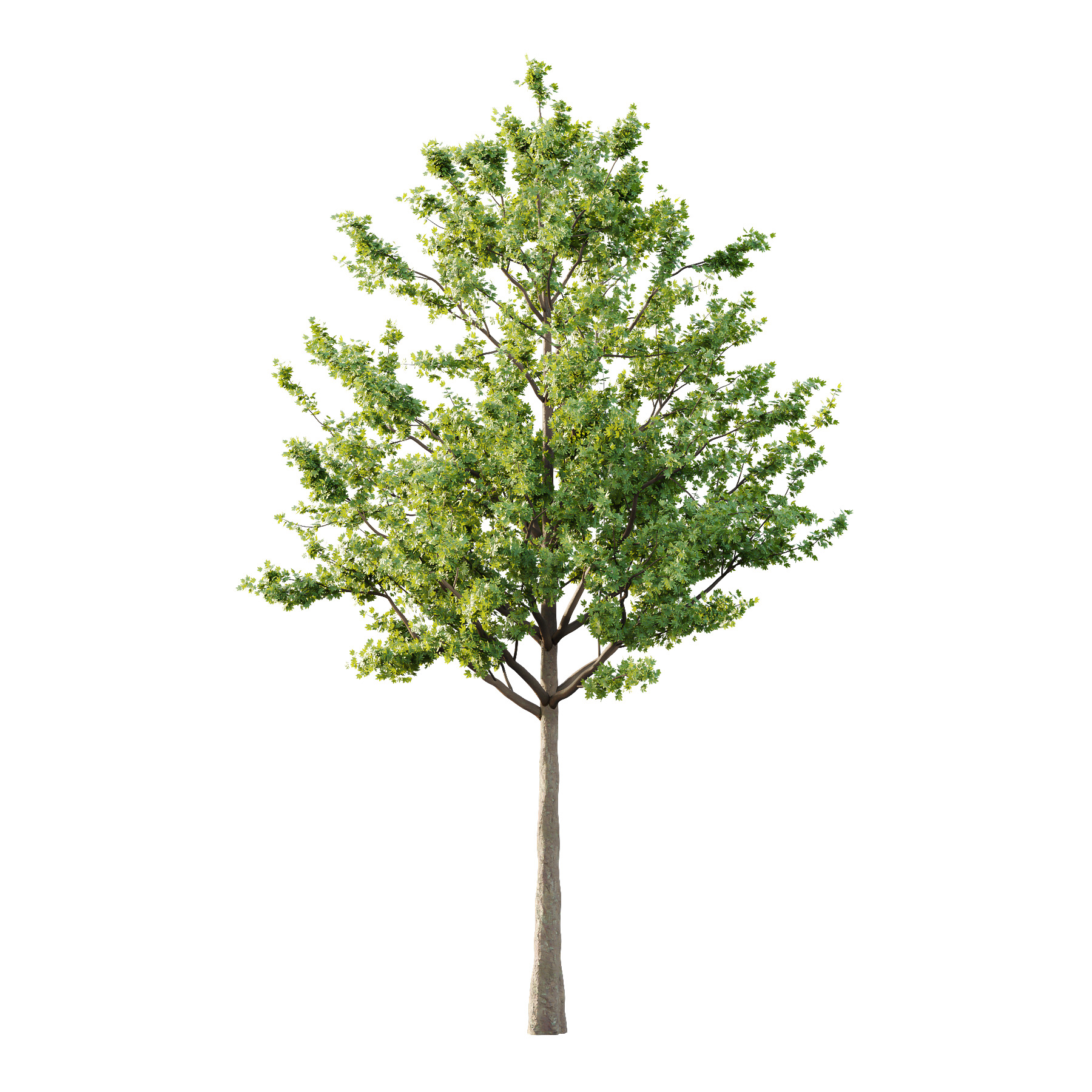 Acer Pseudoplatanus Tree 02 3D model_1