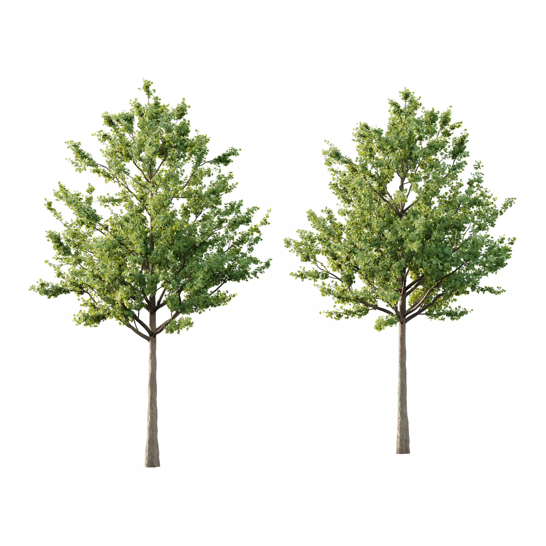 Acer Pseudoplatanus Tree 02 3D model_0