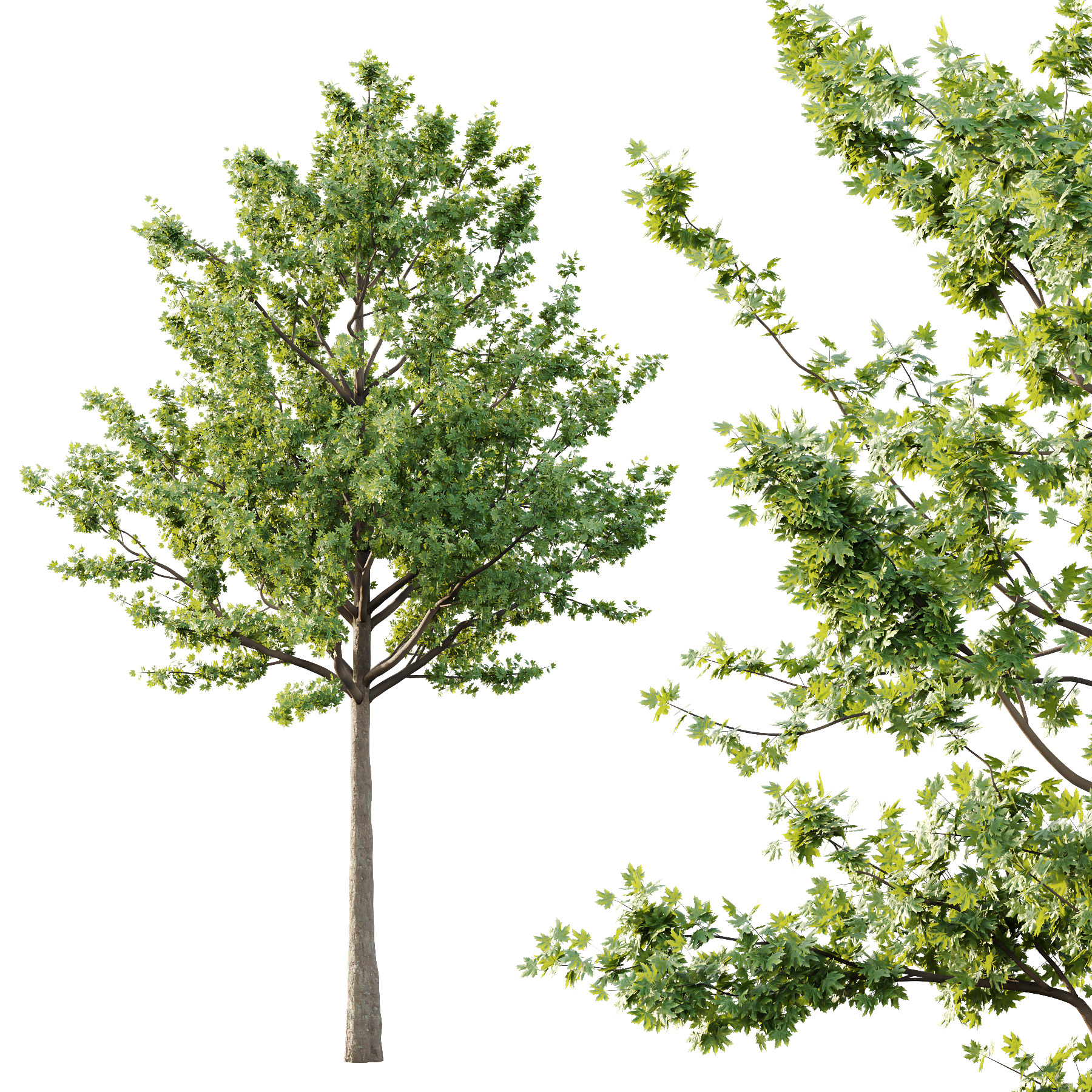 Acer Pseudoplatanus Tree 02 3D model_2