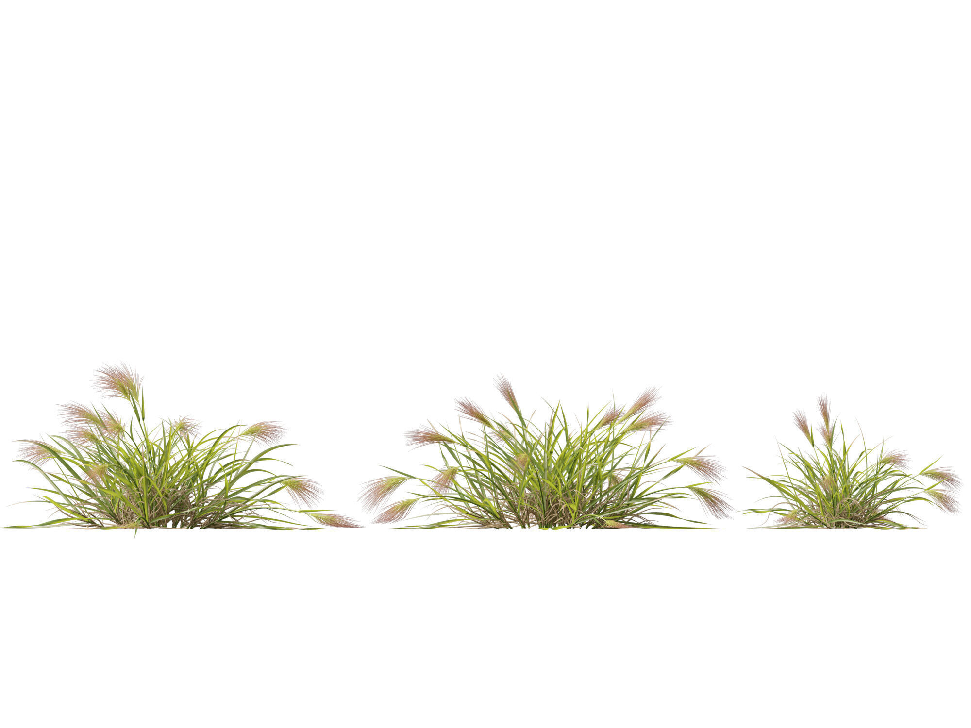 Highpoly - Low poly - Aristida behriana - Bunch Wiregrass Low-poly 3D model_6