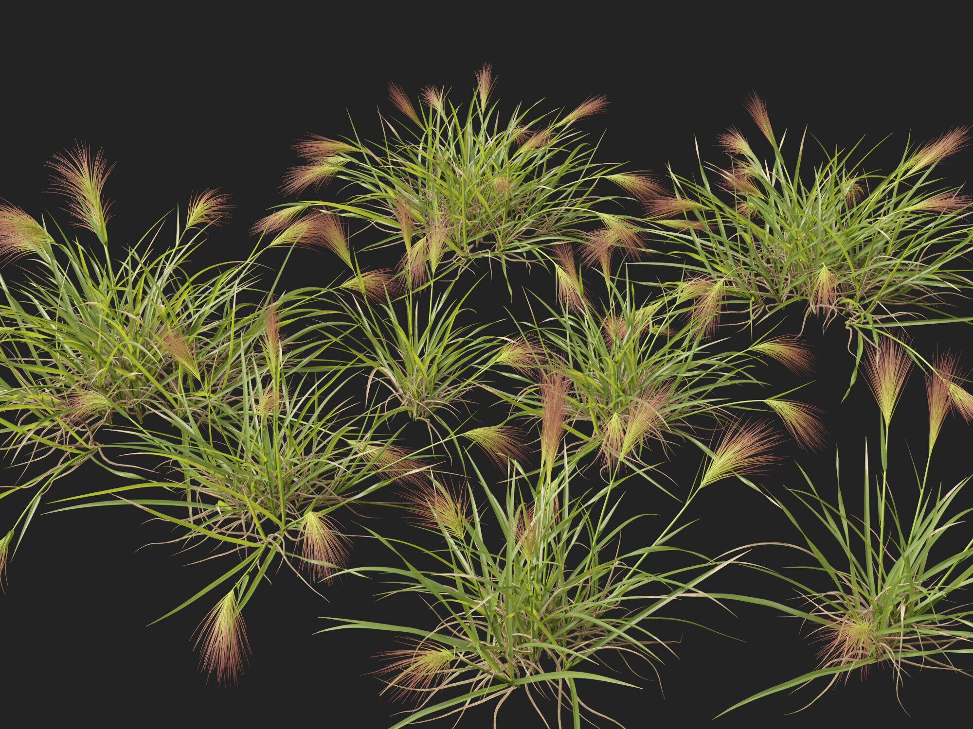 Highpoly - Low poly - Aristida behriana - Bunch Wiregrass Low-poly 3D model_10