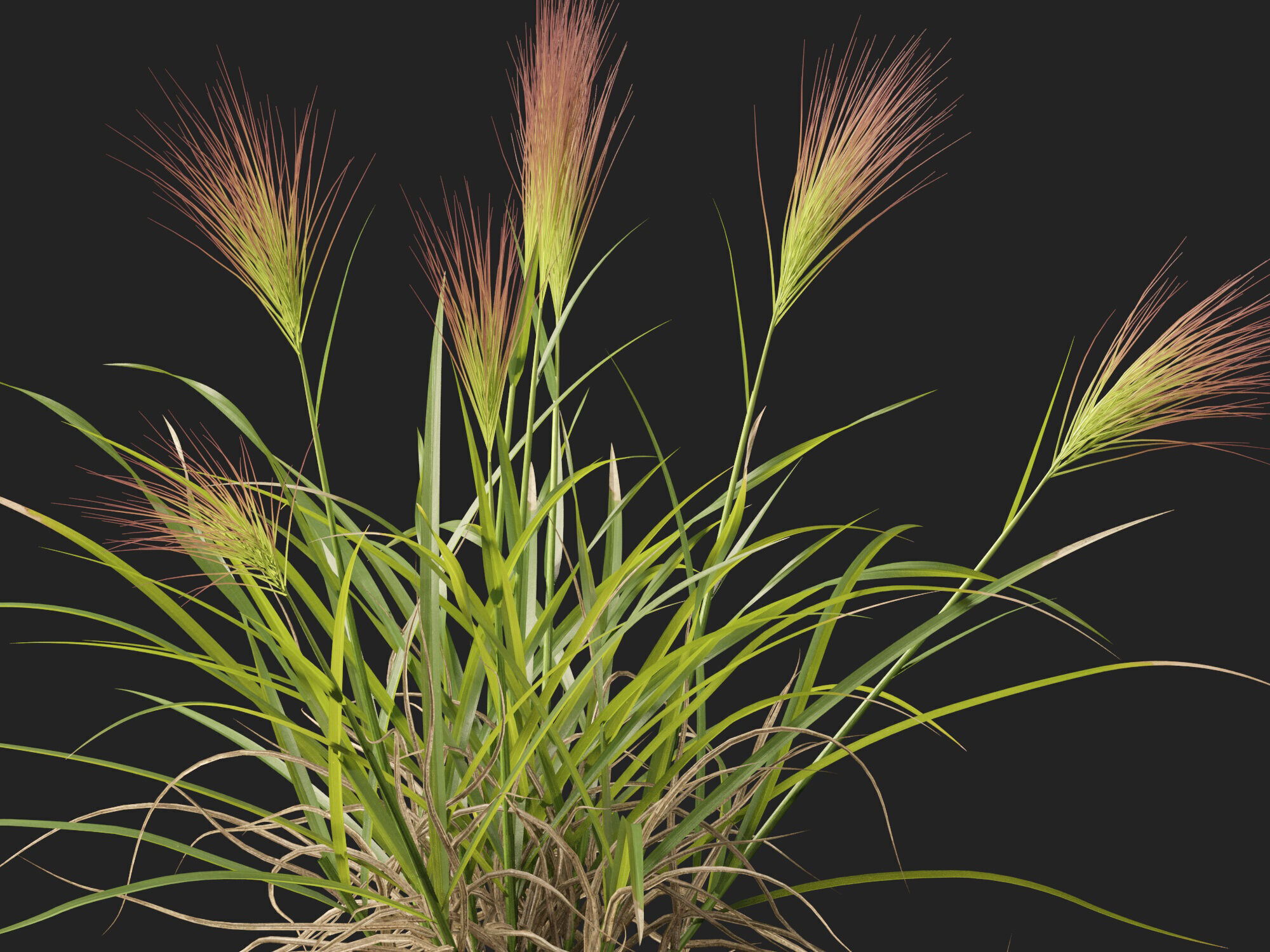 Highpoly - Low poly - Aristida behriana - Bunch Wiregrass Low-poly 3D model_4