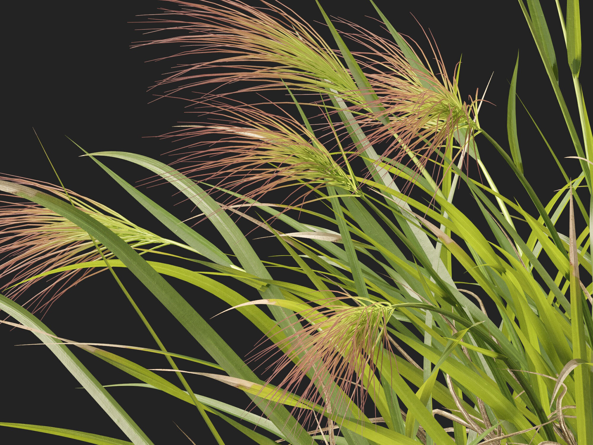 Highpoly - Low poly - Aristida behriana - Bunch Wiregrass Low-poly 3D model_2