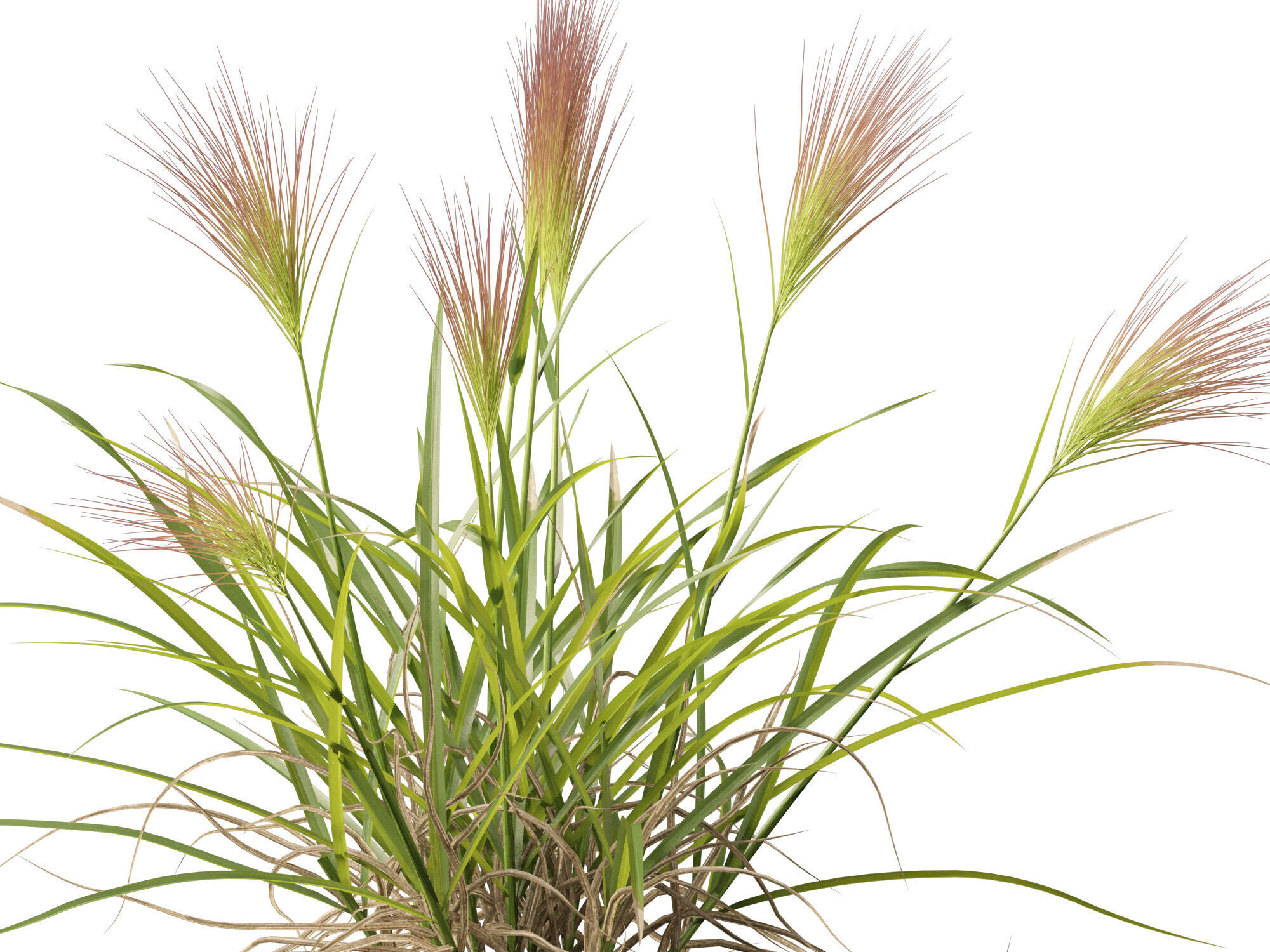 Highpoly - Low poly - Aristida behriana - Bunch Wiregrass Low-poly 3D model_3