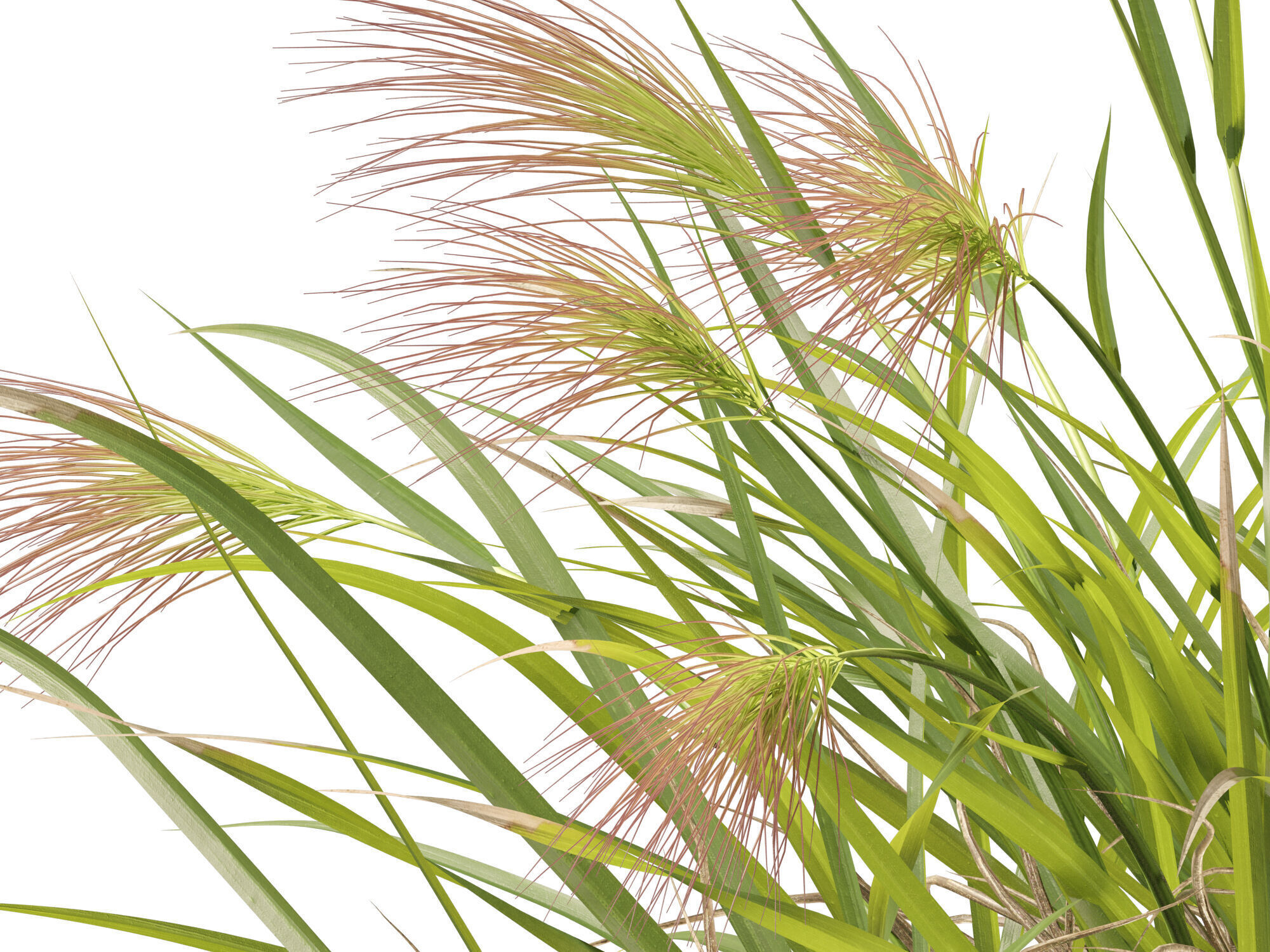 Highpoly - Low poly - Aristida behriana - Bunch Wiregrass Low-poly 3D model_11