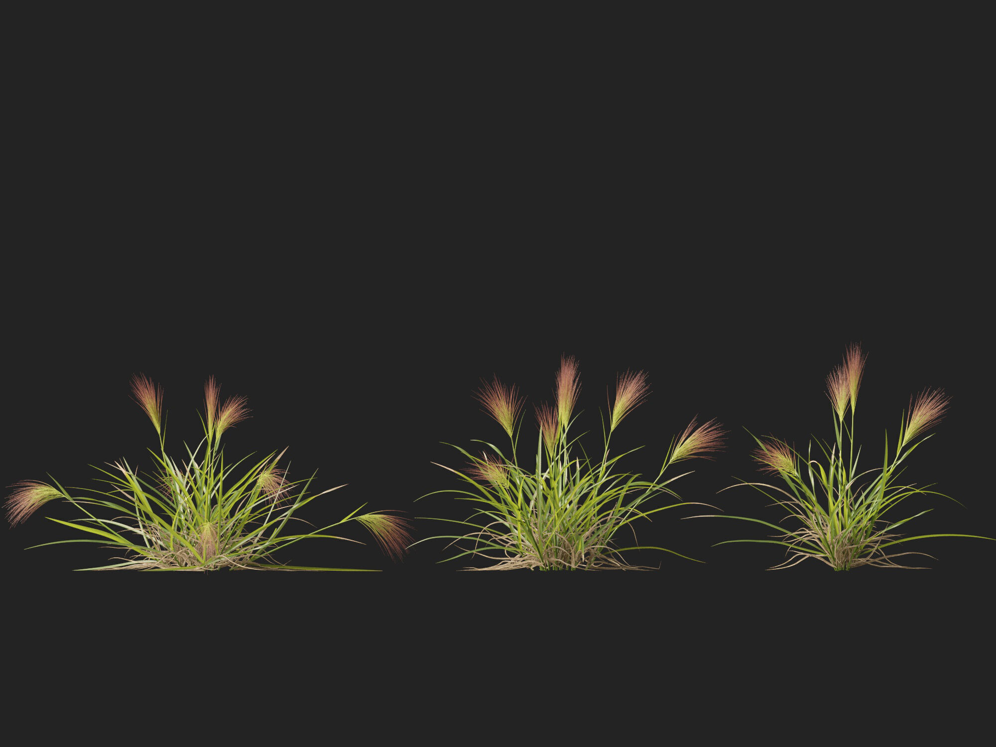 Highpoly - Low poly - Aristida behriana - Bunch Wiregrass Low-poly 3D model_9