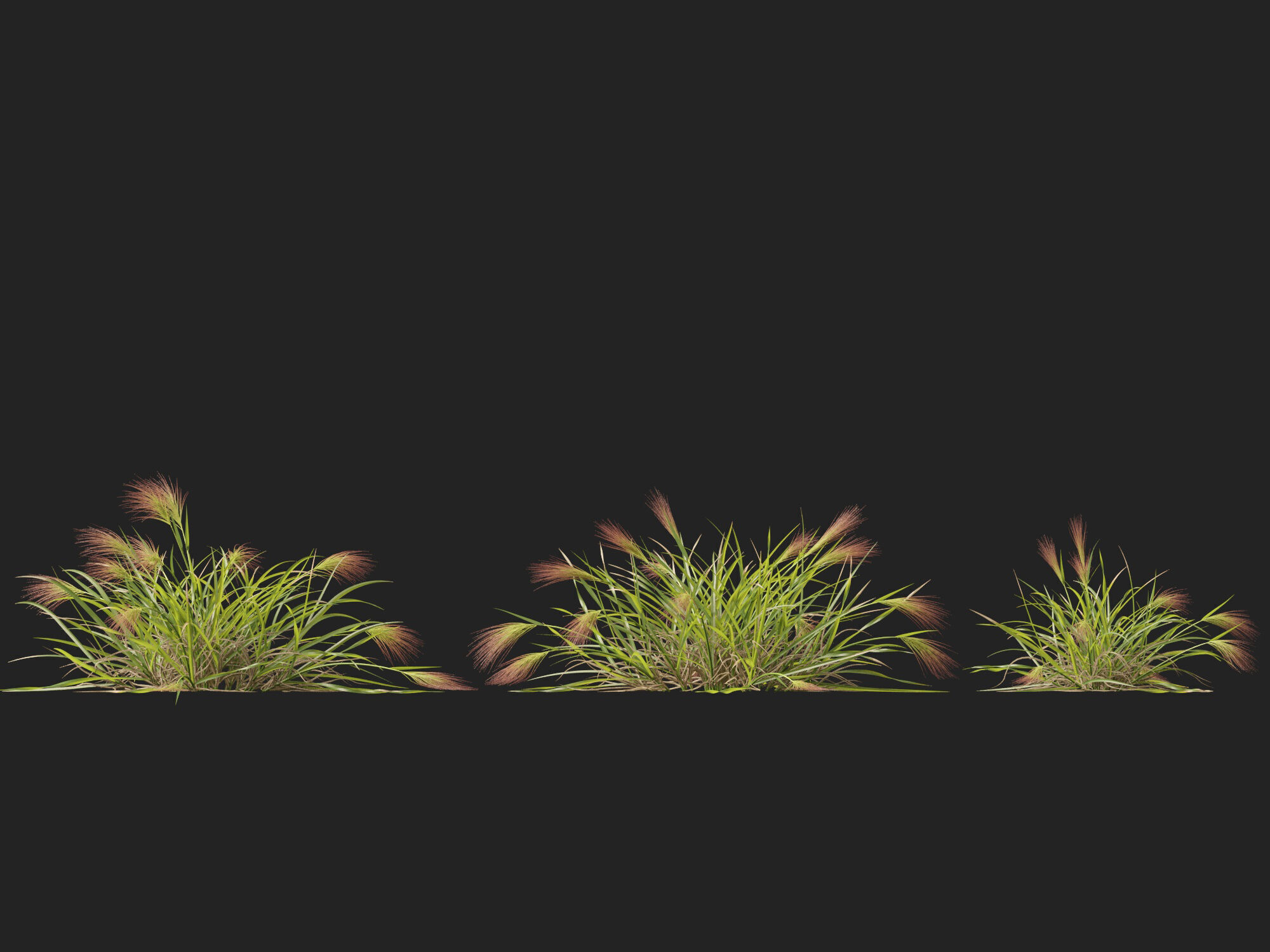 Highpoly - Low poly - Aristida behriana - Bunch Wiregrass Low-poly 3D model_7