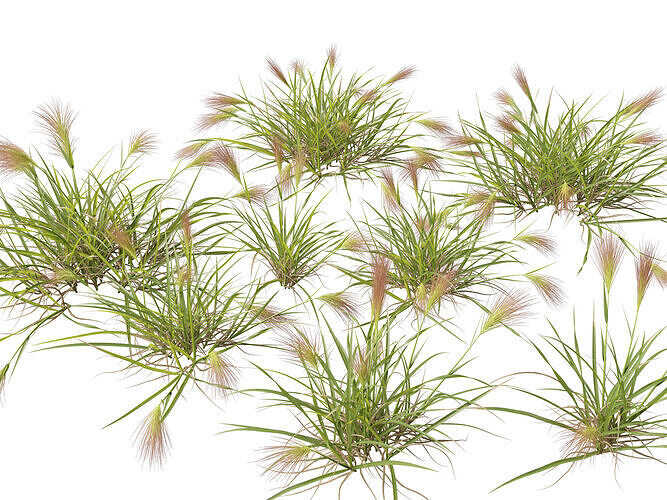 Highpoly - Low poly - Aristida behriana - Bunch Wiregrass Low-poly 3D model