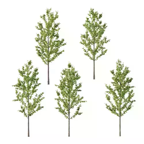 Acer Pseudoplatanus Tree 03