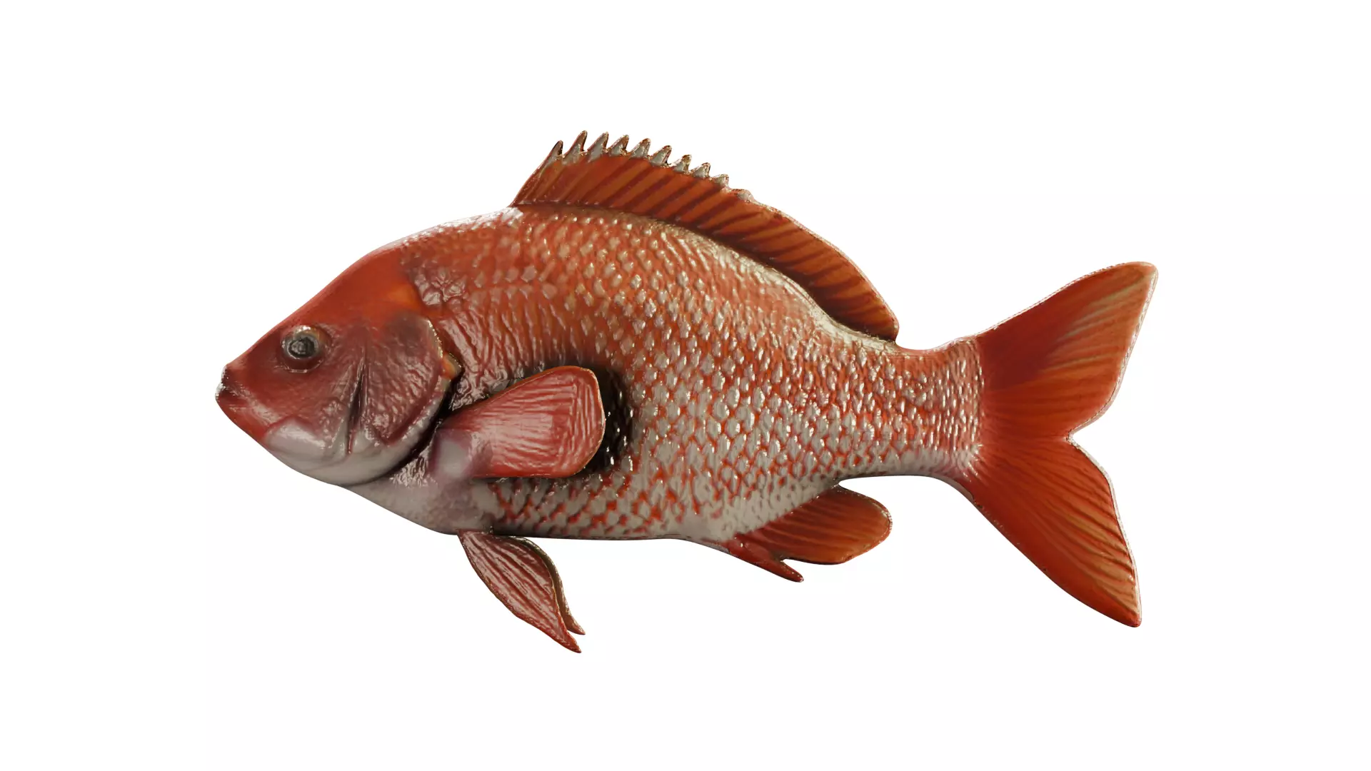 Red Snapper Fish Mid Poly 3D Model for Render and Concept Use Low-poly 3D model_0