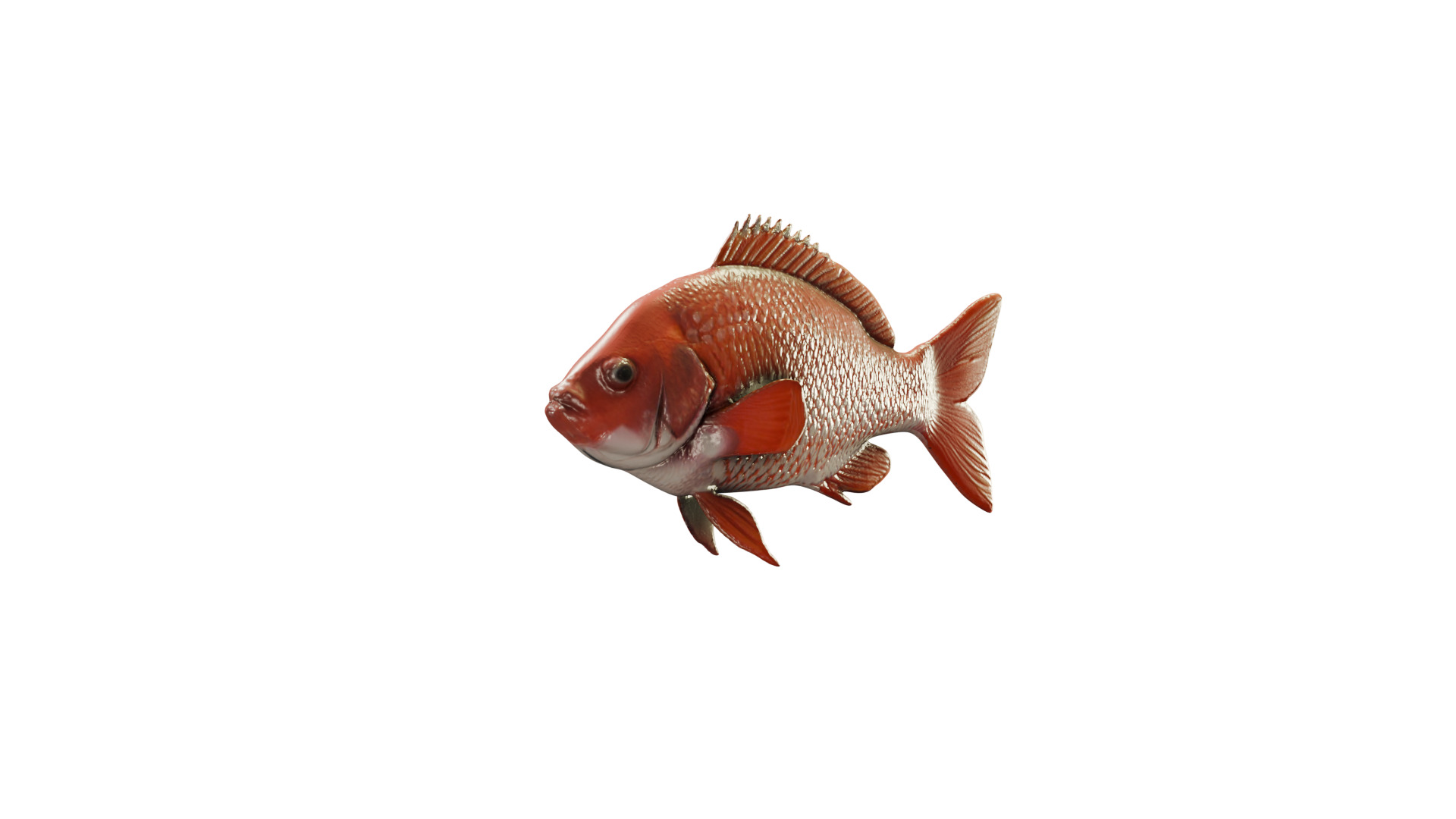 Red Snapper Fish Mid Poly 3D Model for Render and Concept Use Low-poly 3D model_5