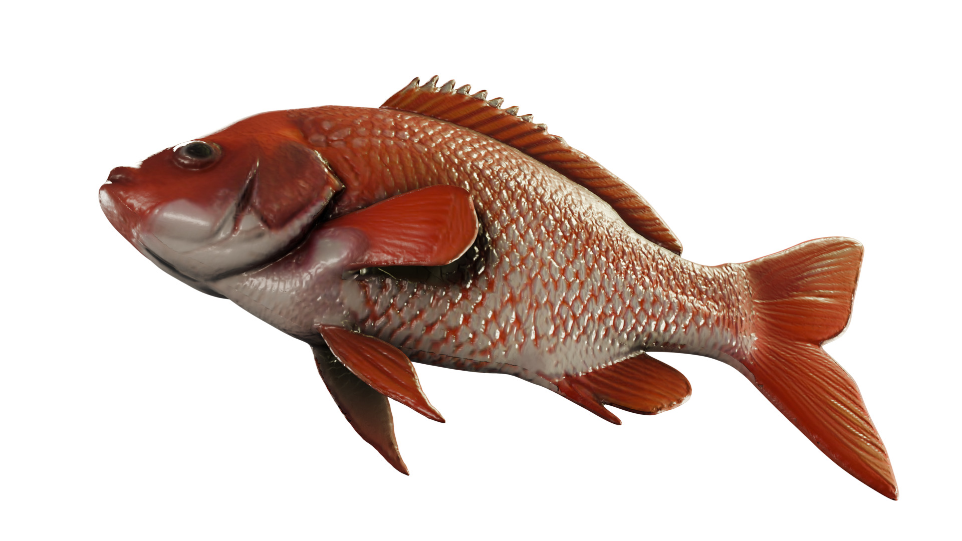 Red Snapper Fish Mid Poly 3D Model for Render and Concept Use Low-poly 3D model_4